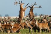 ACM2013 Oostvaardersplassen De Nieuwe Wildernis Ignas van Schaick rechtenvrij 10