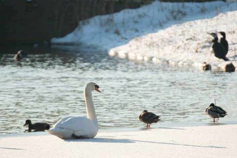 Winter Markermeer 