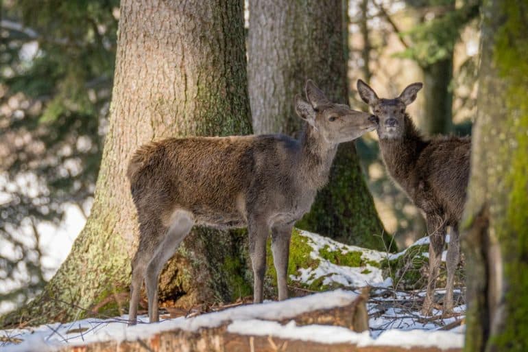 Veluwe