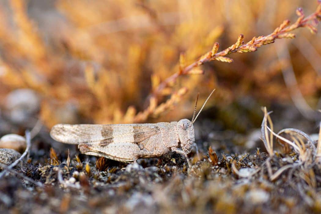 soesterduinen kamperen