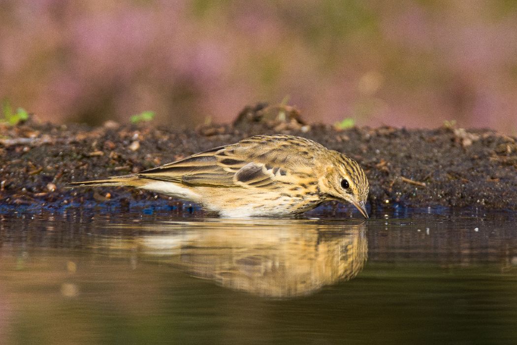 soesterduinen kamperen