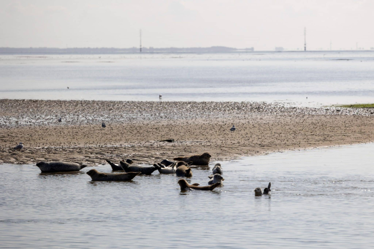 TestTour Denemarken_zeehondensafari_zeehonden