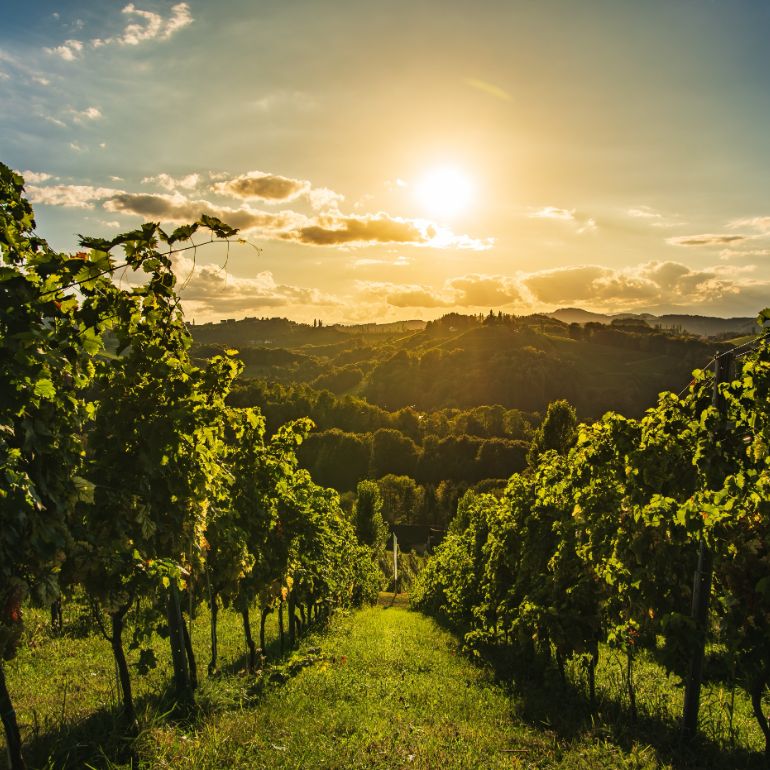 Wijngaarden in Steiermark